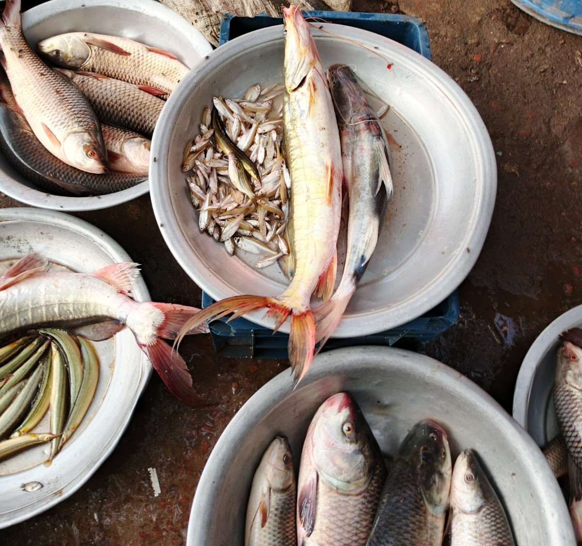 হাওর ও বিলের মাছ