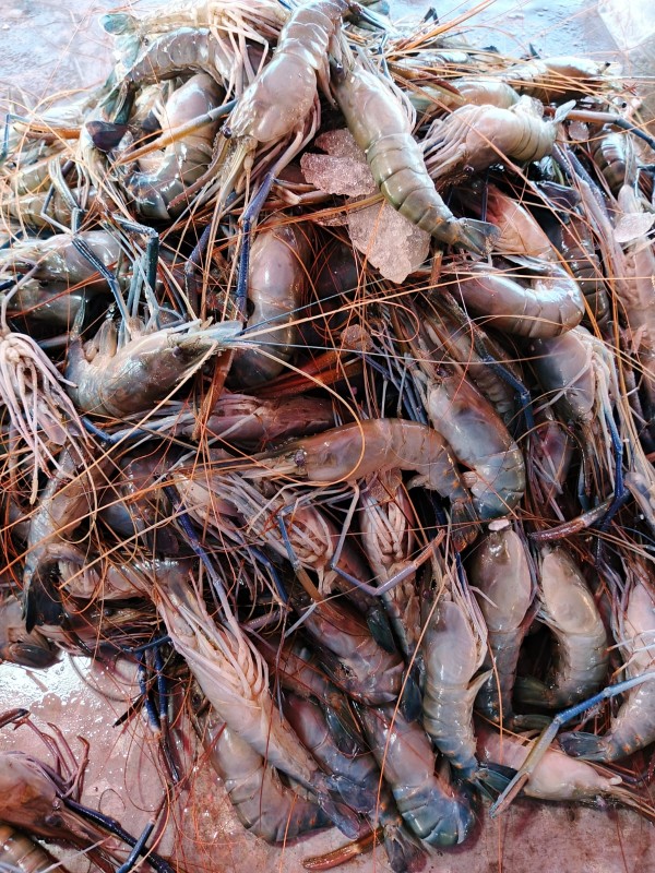 Golda গলদা  (২০ থেকে ২৫ পিছে কেজি)