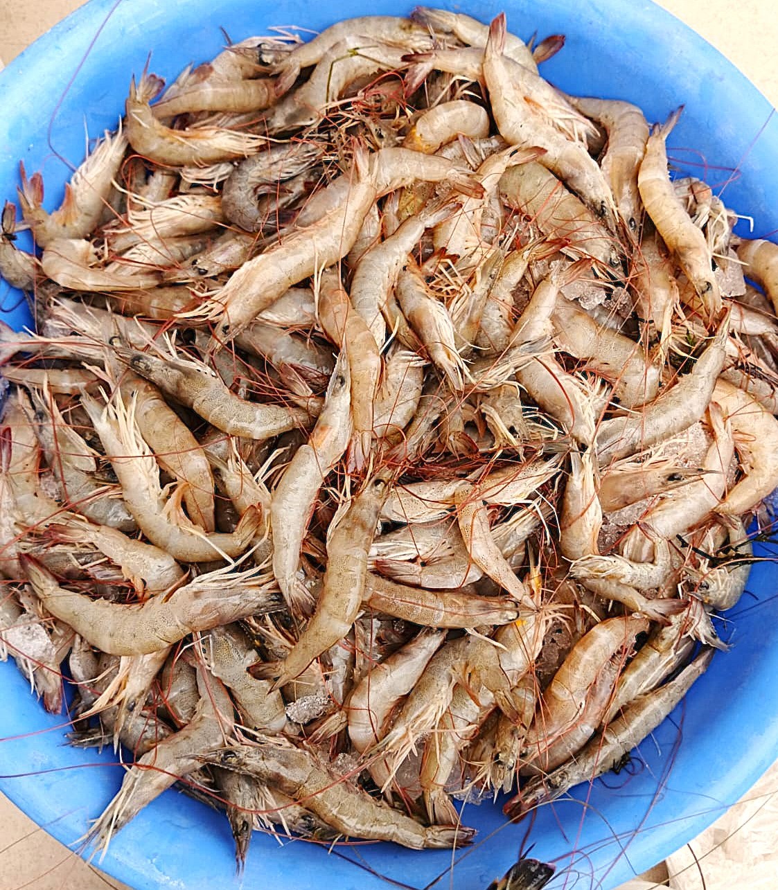 হরিনা চিংড়ি