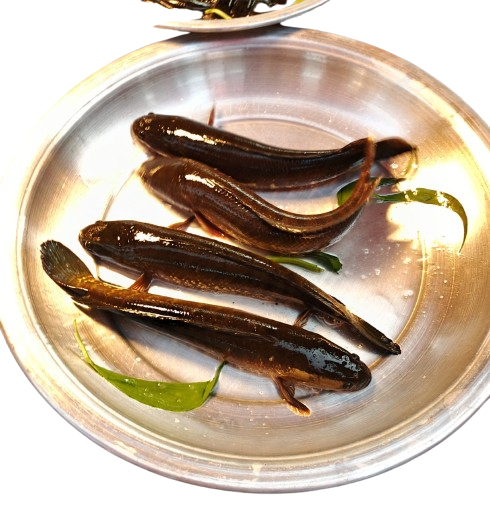 Shol (দেশি শোল মাছ)